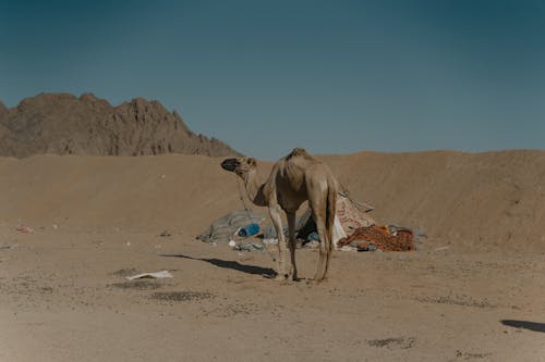 Foto profissional grátis de animal, areia, barraca