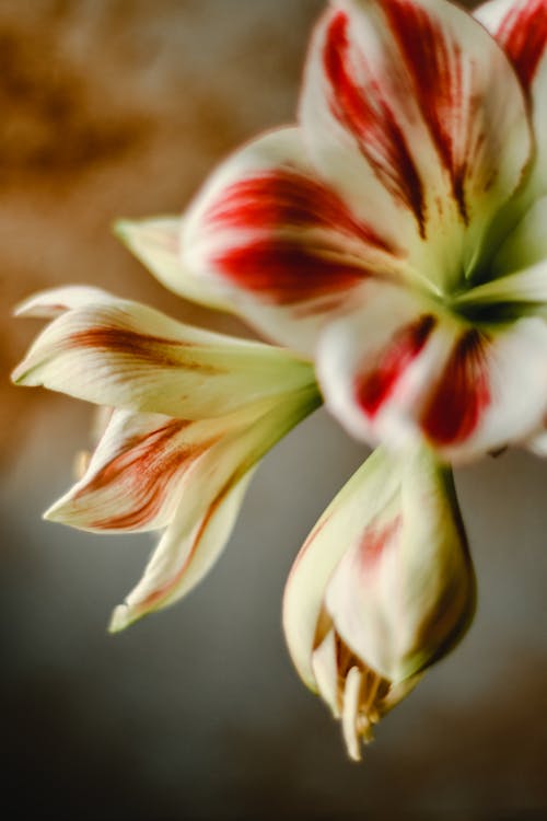 Free Amaryllis Flowers in Close-Up Photography  Stock Photo