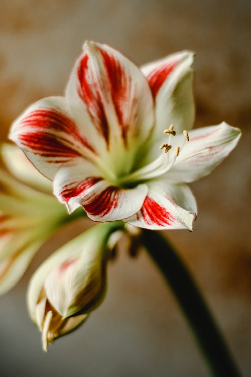 Beautiful White and Red Flowers 