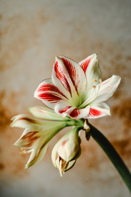 White and Red Flower in Bloom