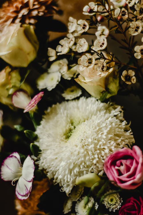 Fleurs Blanches Et Roses Dans L'objectif Tilt Shift