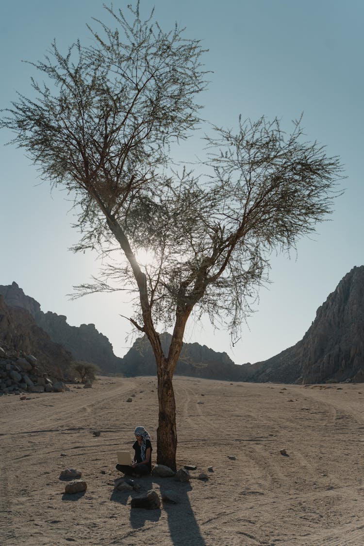 Person Sitting Under The Tall Tree 