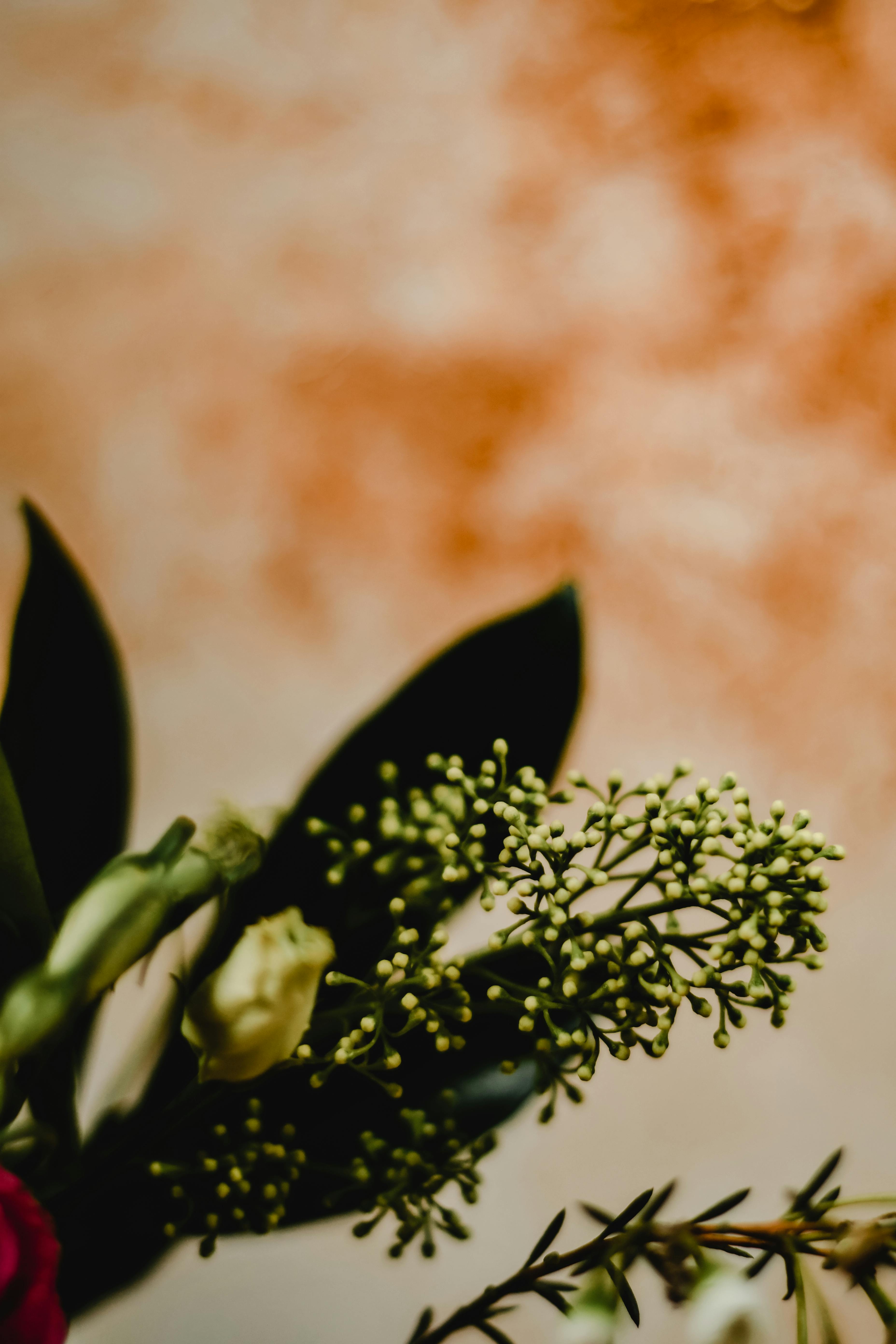 在温暖的散景背景下，花朵和叶子的微妙排列捕捉了冬季的美丽