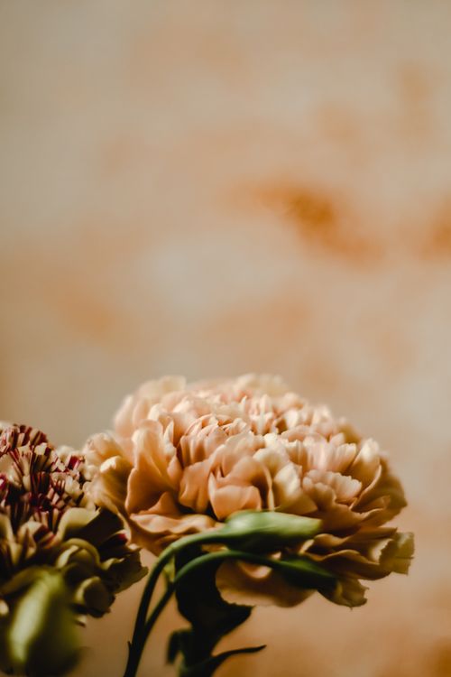 Free Delight in the soft orange hues of blooming chrysanthemums with delicate petals in natural light. Stock Photo