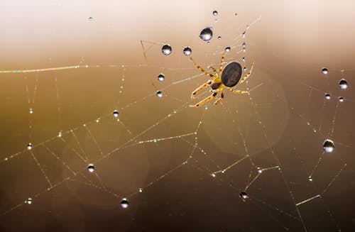 Free Water Dew on Spider Web in Close Up Photography Stock Photo