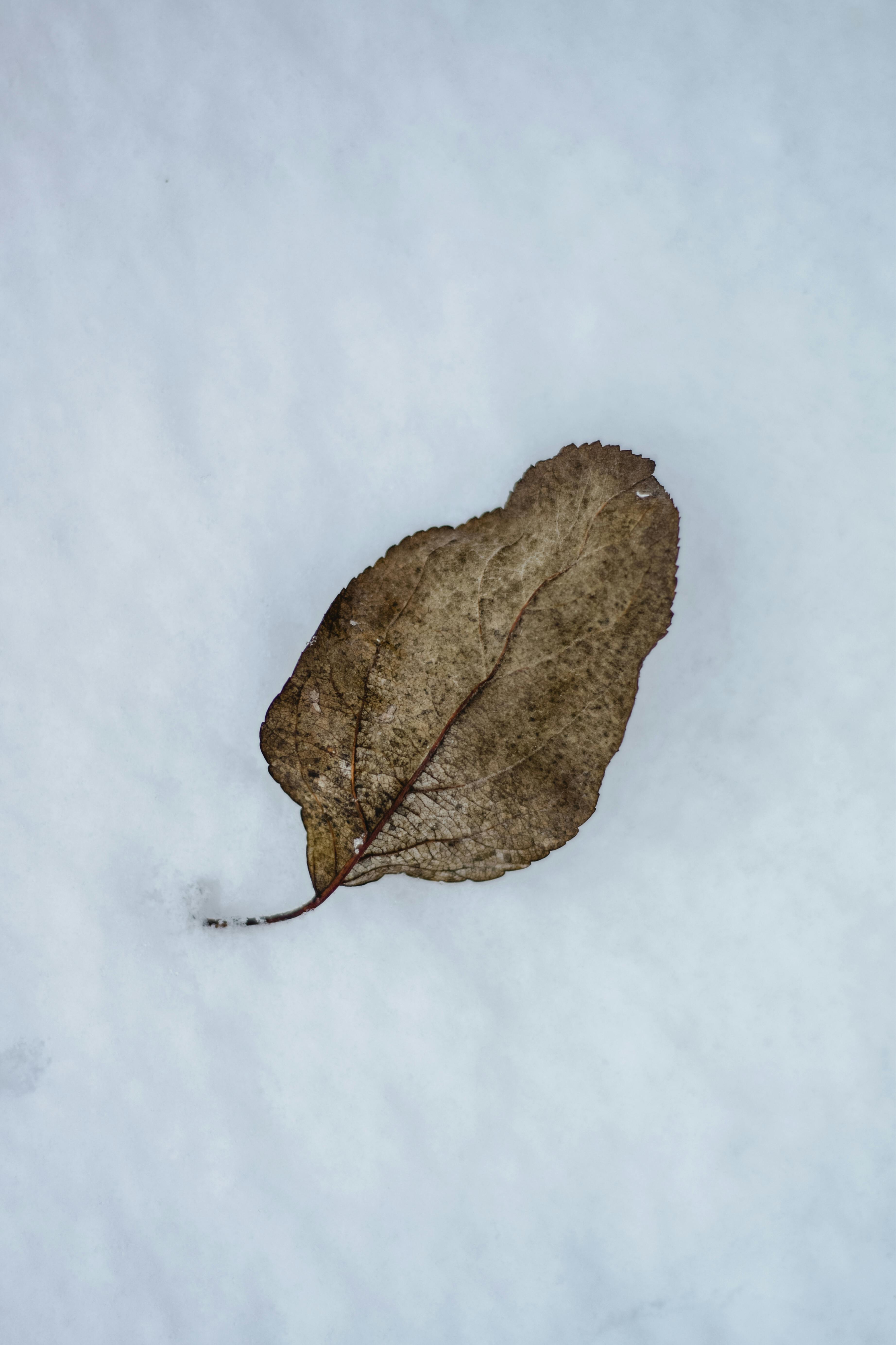 一片棕色的叶子落在洁白的积雪上，尽显冬日的宁静之美