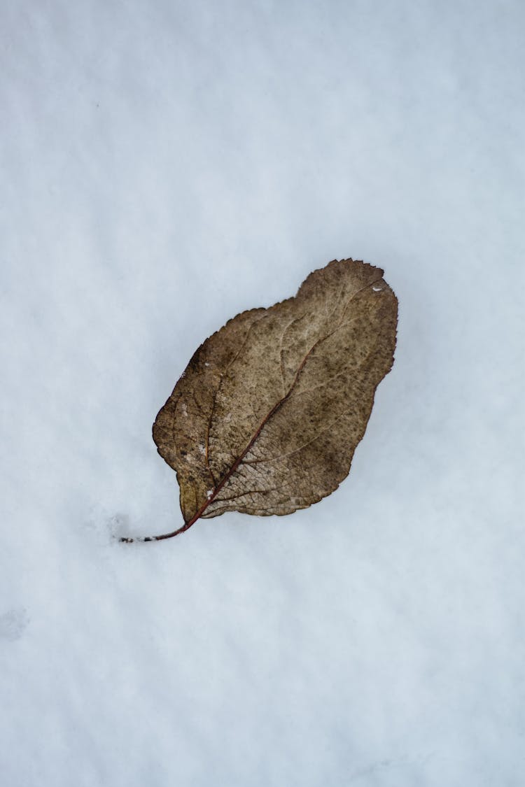 Brown Leaf On White Snow