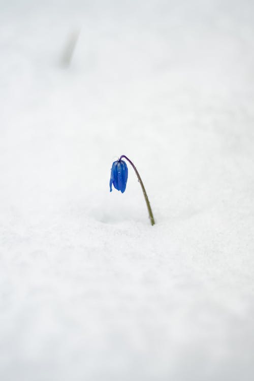 Blue Flower on Snow Covered Ground