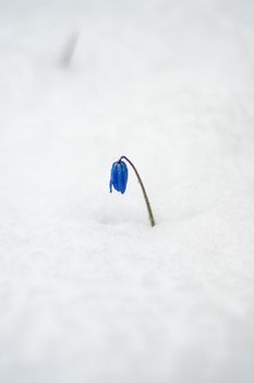 一朵充满活力的蓝色花朵在新雪中绽放的特写镜头，展现了冬季的对比之美