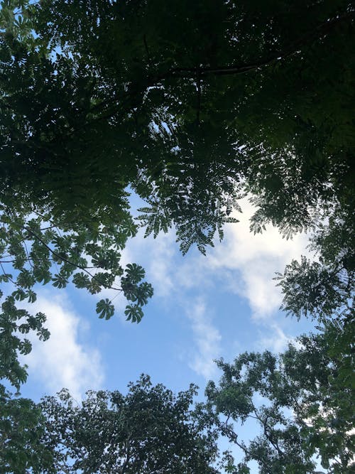 Kostenloses Stock Foto zu bäume, himmel, natur