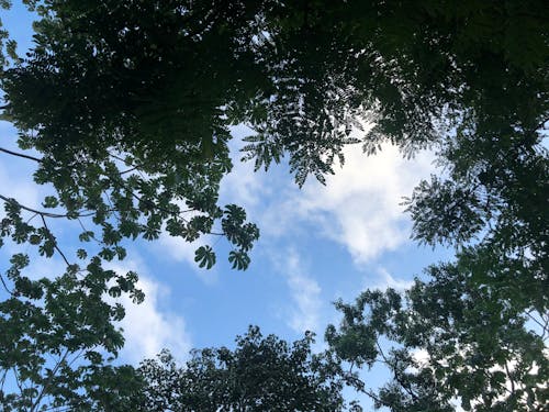Kostenloses Stock Foto zu bäume, himmel, natur