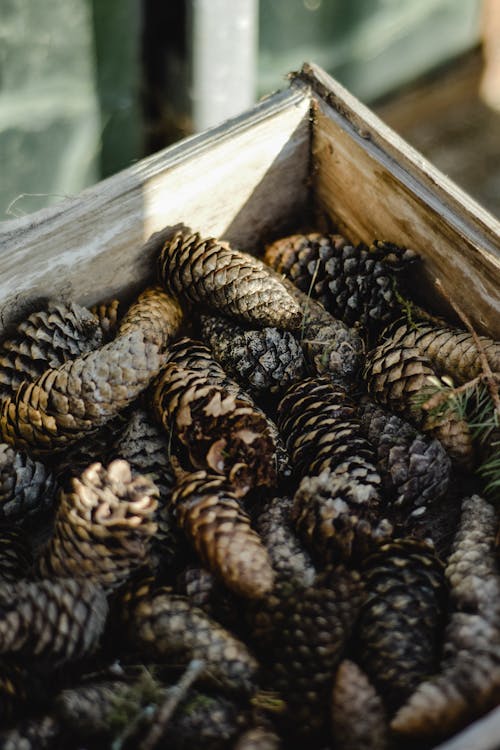 Pine Cones on Wooden Crate Box