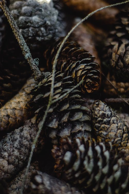  Close-Up Shot Of Brown Pine Cones