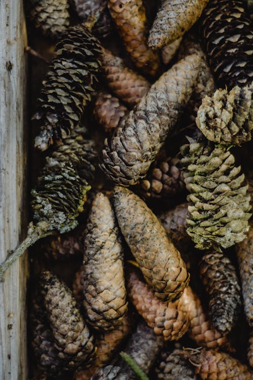  Pine Cones on Wooden Surface