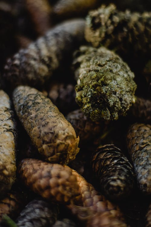 Close-up Photo of Pine Cones