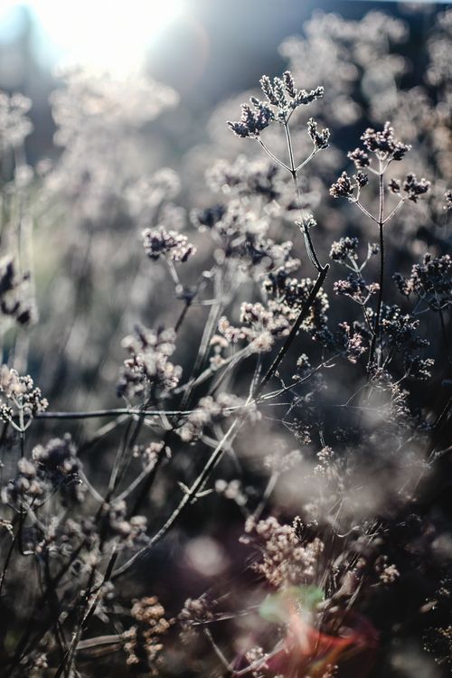 Free Close-up of frosty plants in an Estonian meadow during a bright autumn day. Stock Photo