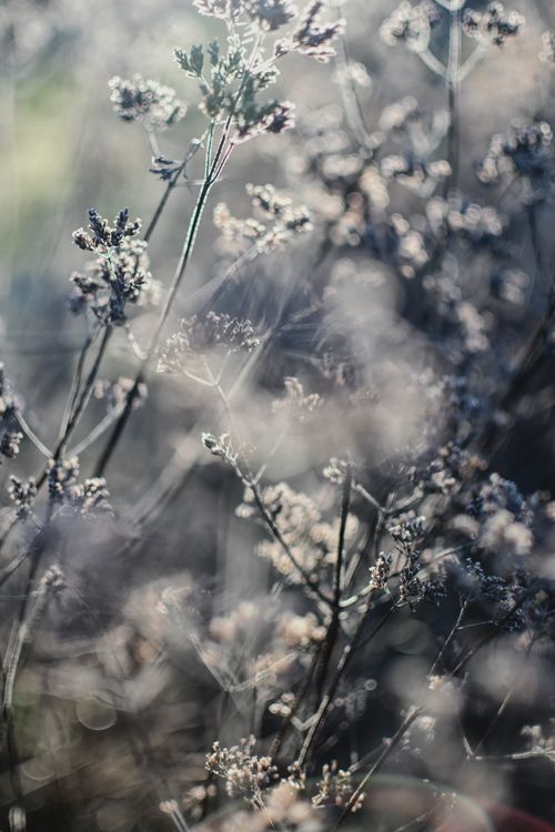 Free Close-up of frosty meadow plants in winter, highlighting their intricate details. Stock Photo