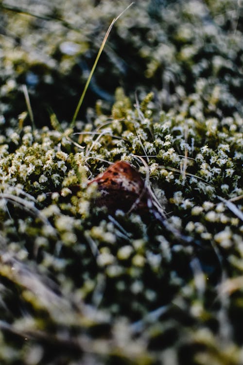 Close-Up Photo of Small White Flowers