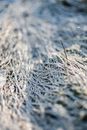 Green Grass on Gray Sand