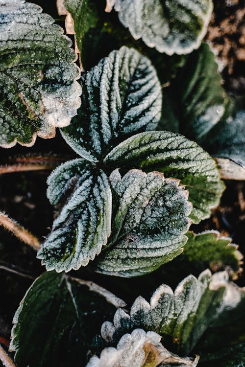 Feuilles Vertes Et Blanches Avec Des Gouttelettes D'eau