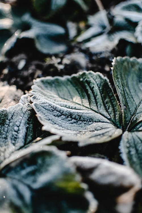 Groene Bladplant Met Waterdruppeltjes