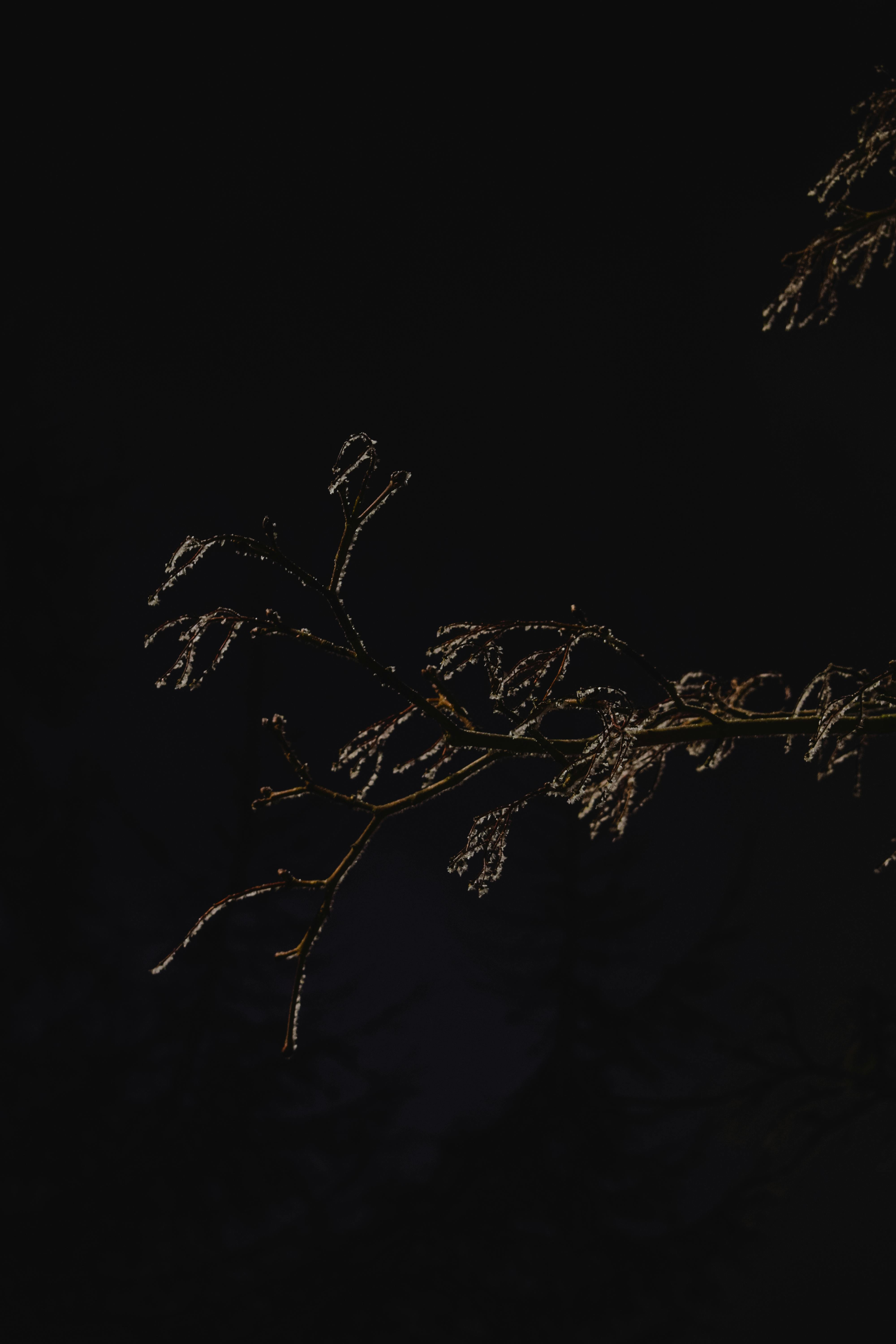 Tree Branches in Black Background · Free Stock Photo