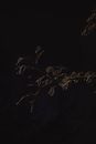 Tree Branches in Black Background