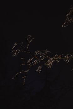 漆黑的夜空中，稀疏的树枝勾勒出轮廓，营造出一种喜怒无常的极简主义构图