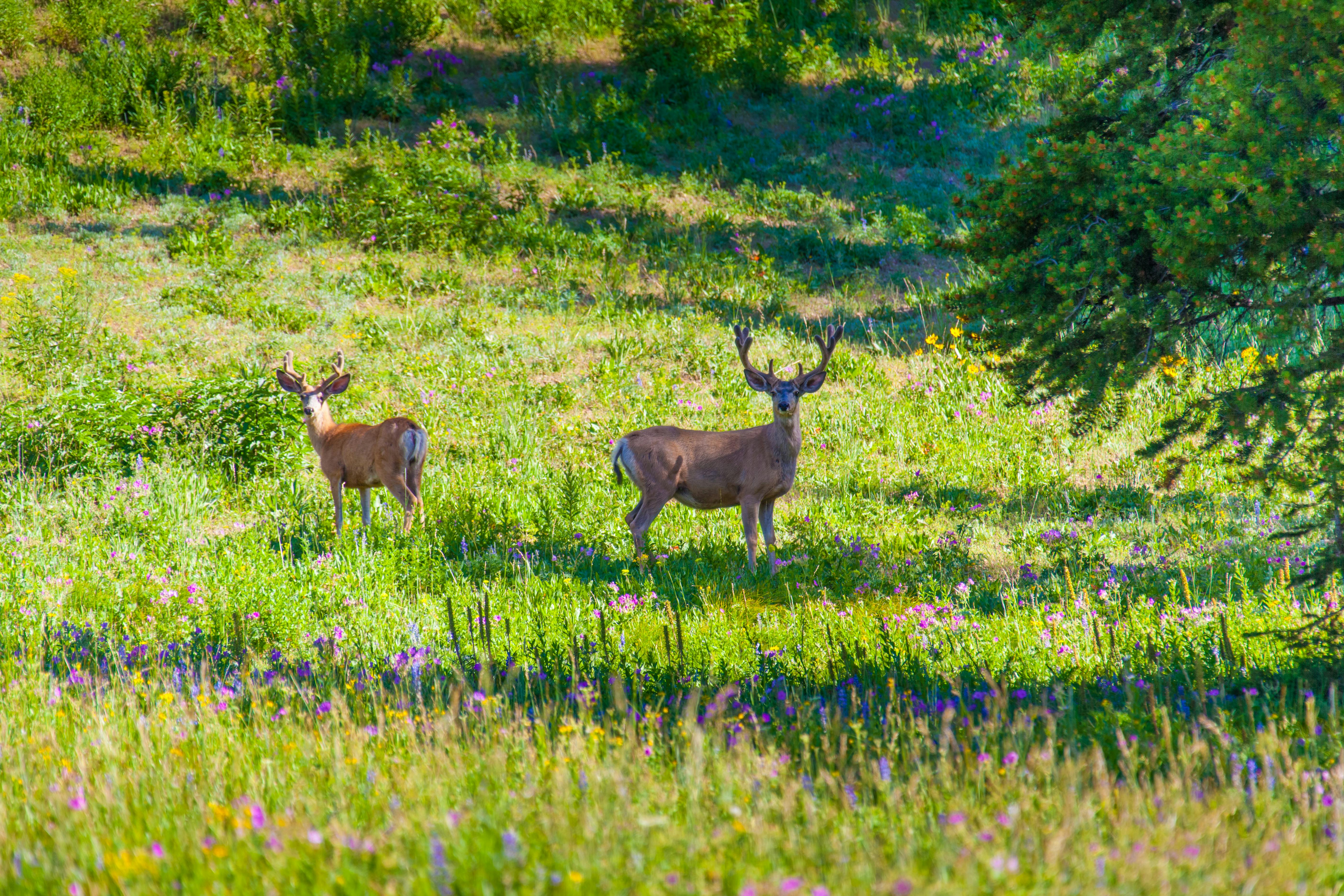 grátis Foto profissional grátis de América do Norte, animais, animais selvagens Foto profissional