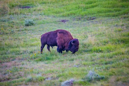 Free Majestic American bison grazing in a lush green meadow in Yellowstone National Park. Stock Photo