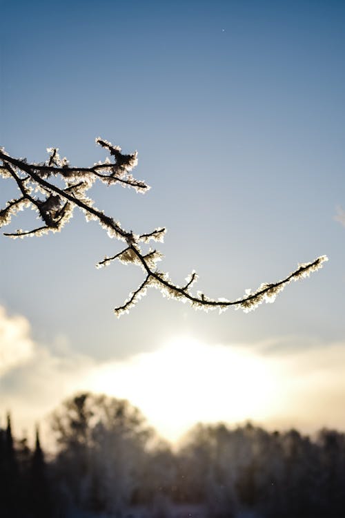 Leafless Twig Tree Covered With Snow