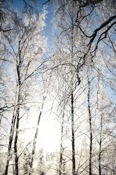 白雪覆盖着芬兰坦佩雷的树木，展现出宁静的冬季景观