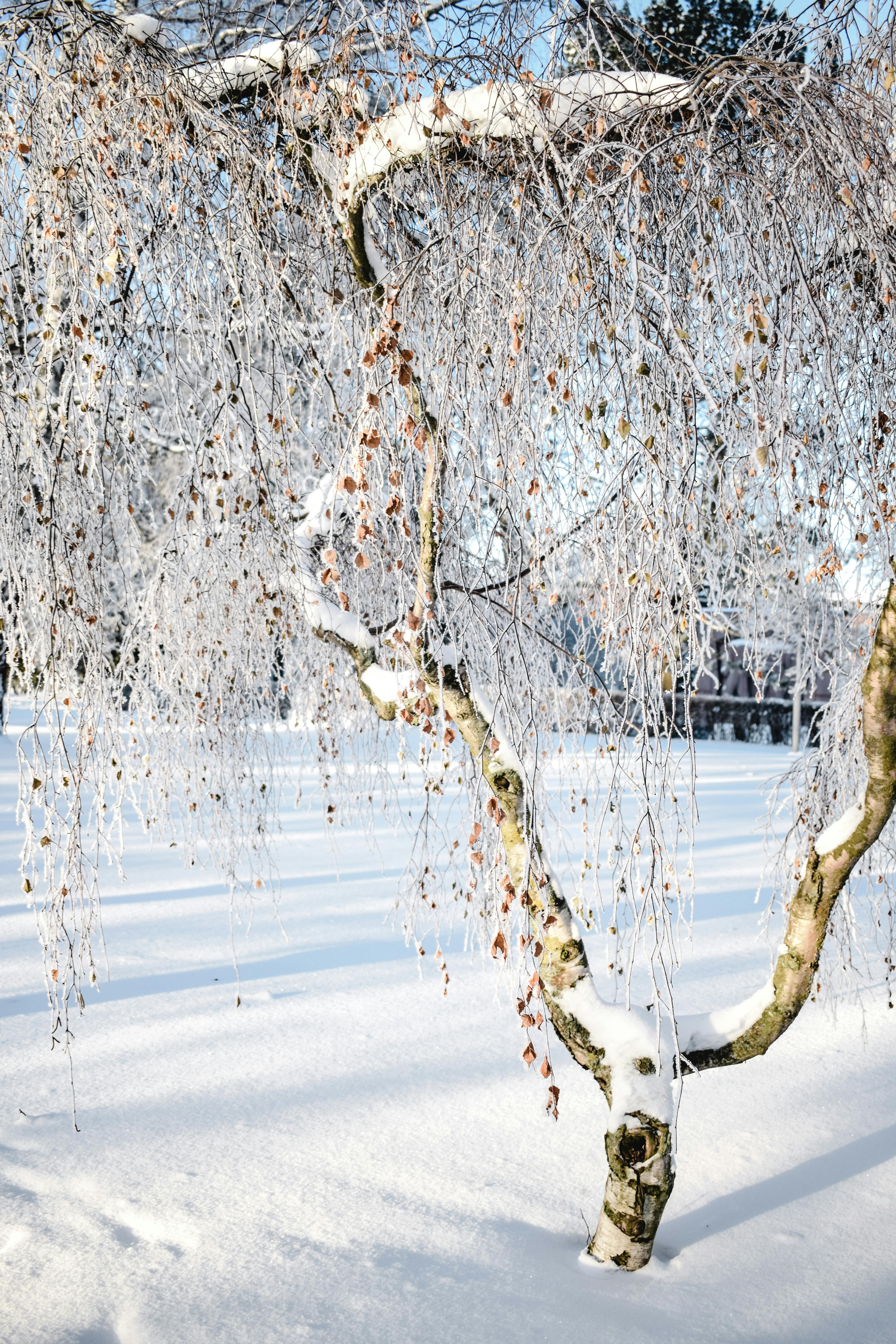 photo of a tree covered with snow