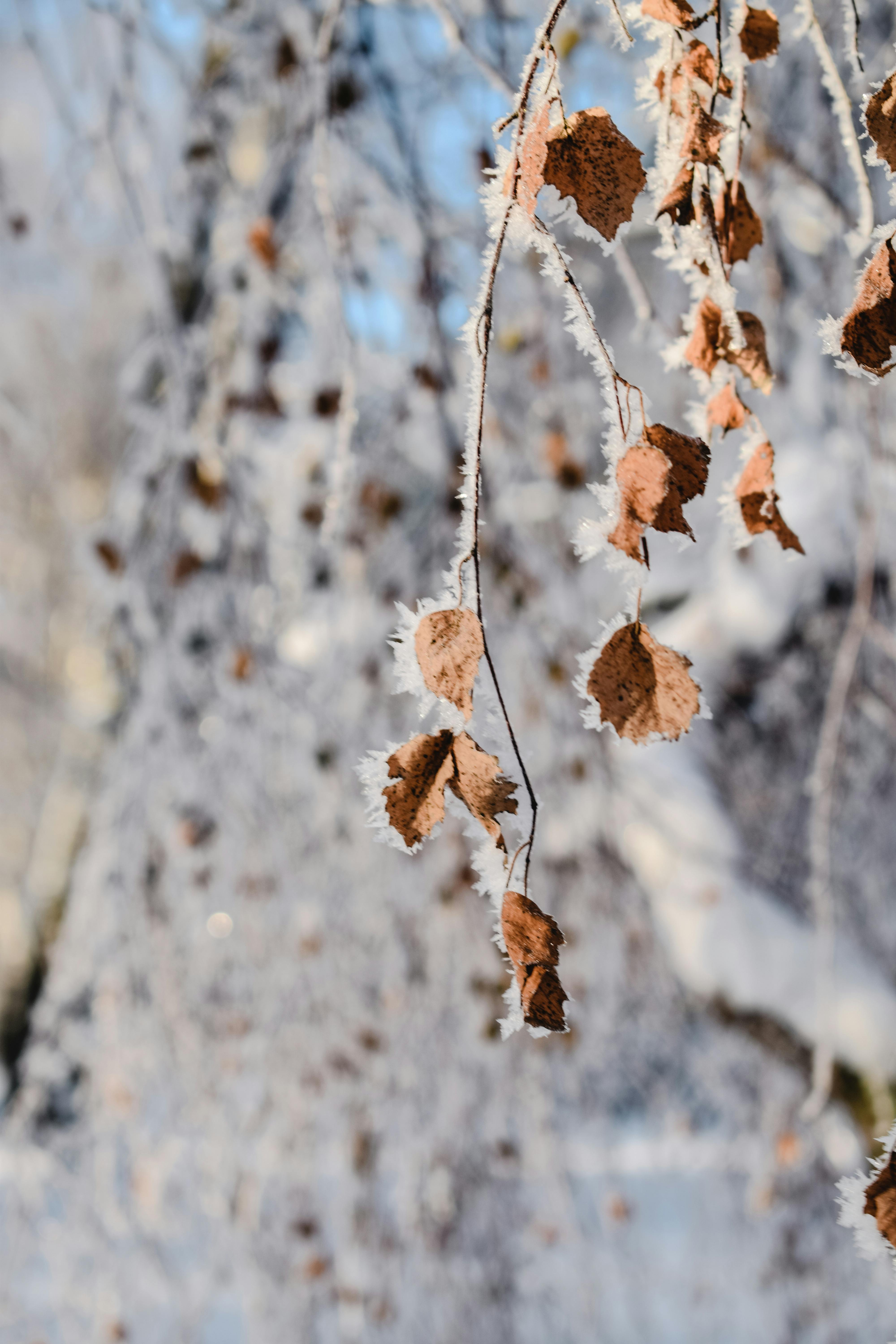 Close-up of frosted dried leaves hanging on a tree branch during winter in Tampere, Finland.