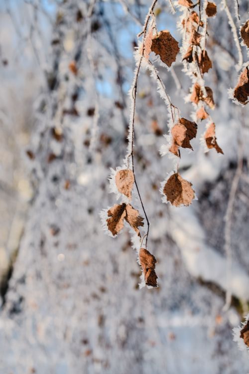 Free Close-up of frosted dried leaves hanging on a tree branch during winter in Tampere, Finland. Stock Photo