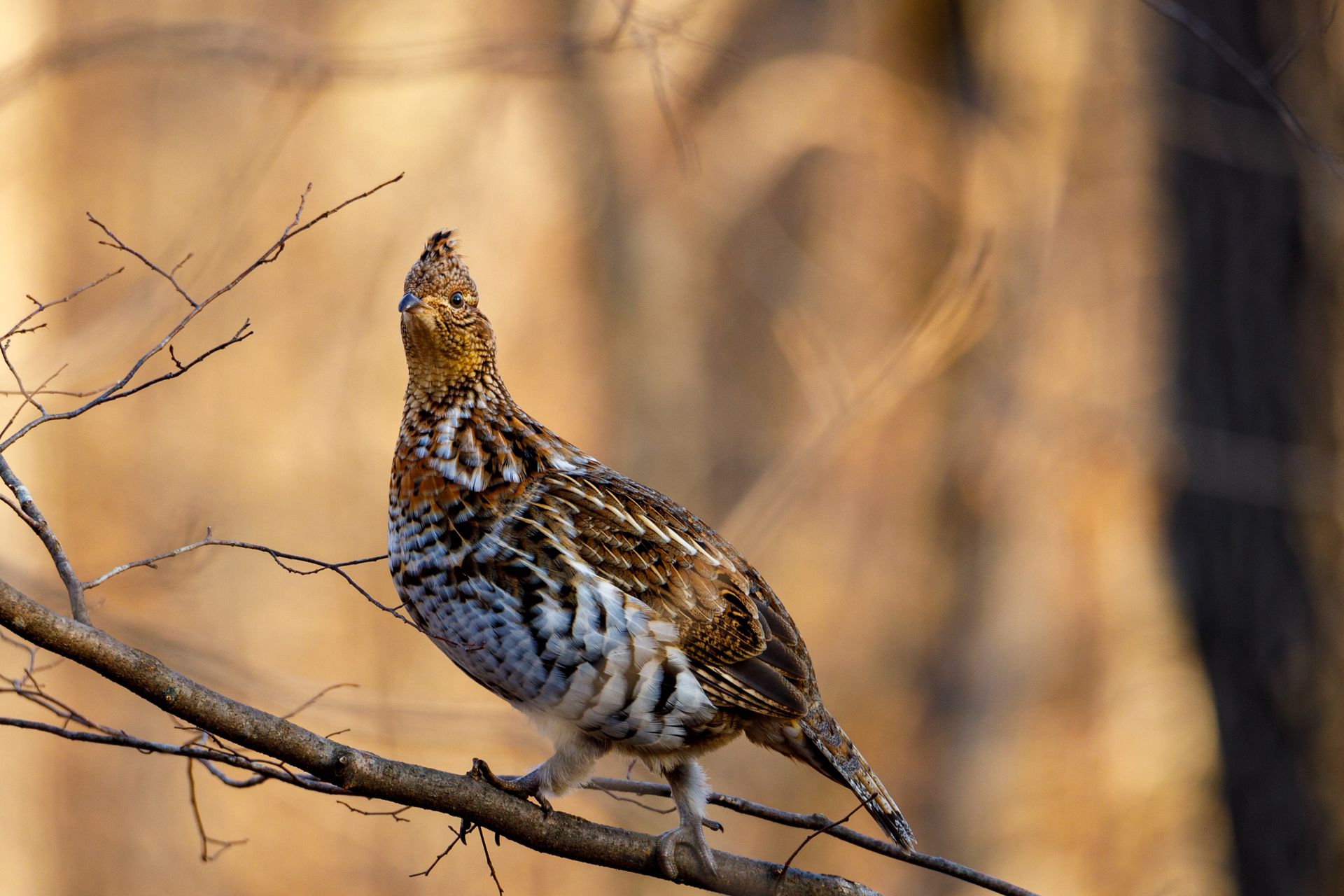 Close-up of a ruffed grouse perched on a tree branch with a blurred background
