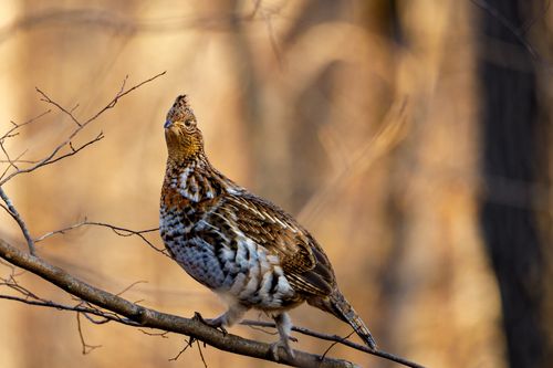Free Close-up of a ruffed grouse perched on a tree branch with a blurred background Stock Photo