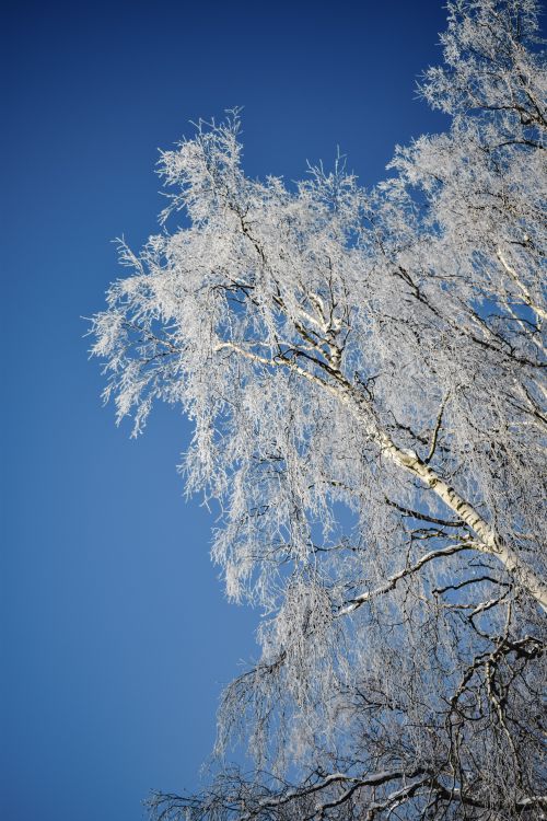 Free Captivating winter scene of a frosty birch tree against vivid blue sky in Tampere, Finland. Stock Photo