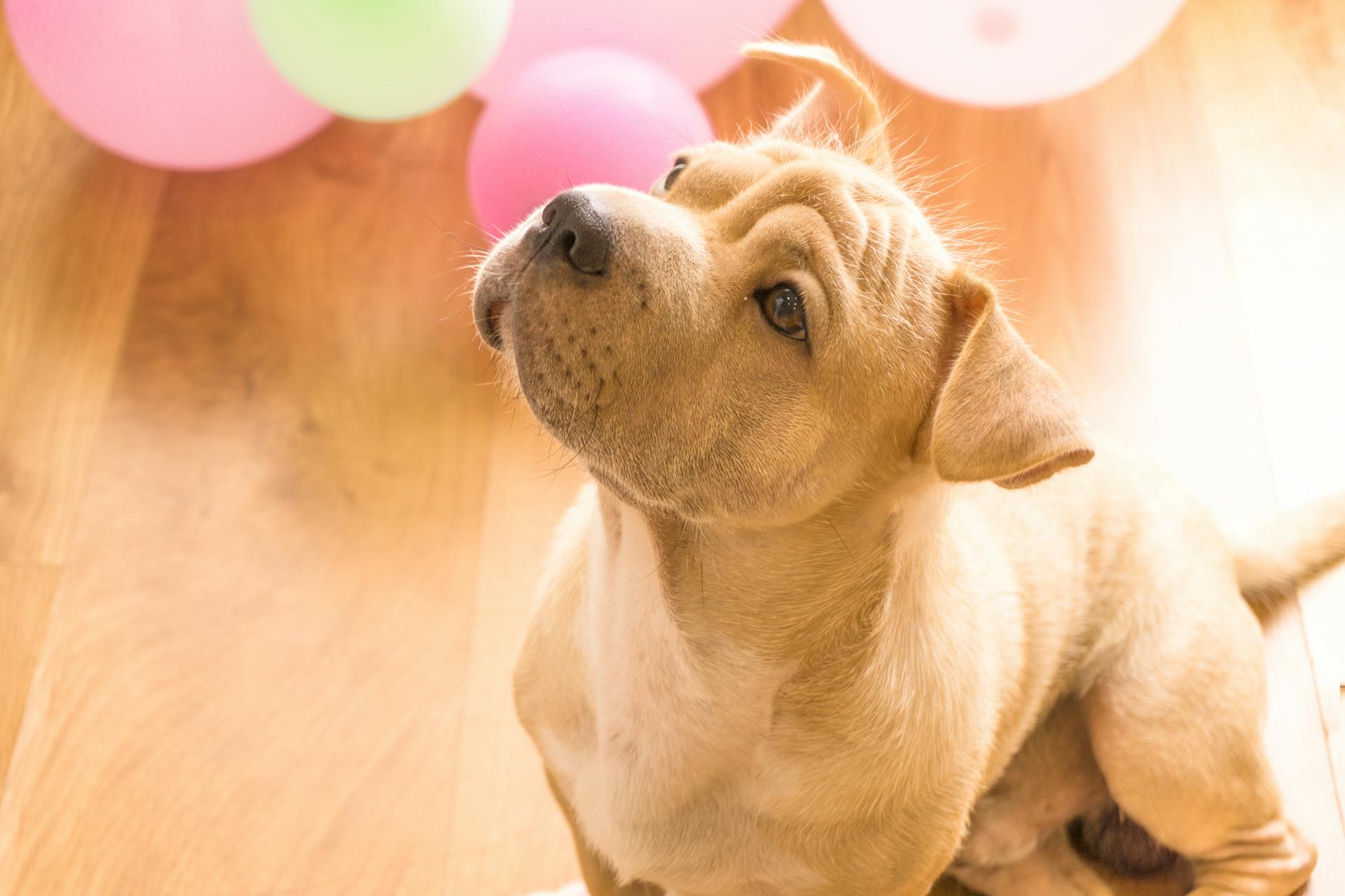 A Close-Up Shot of a Dog