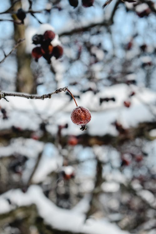 Close Up Photo of a Red Currant Covered in Frost