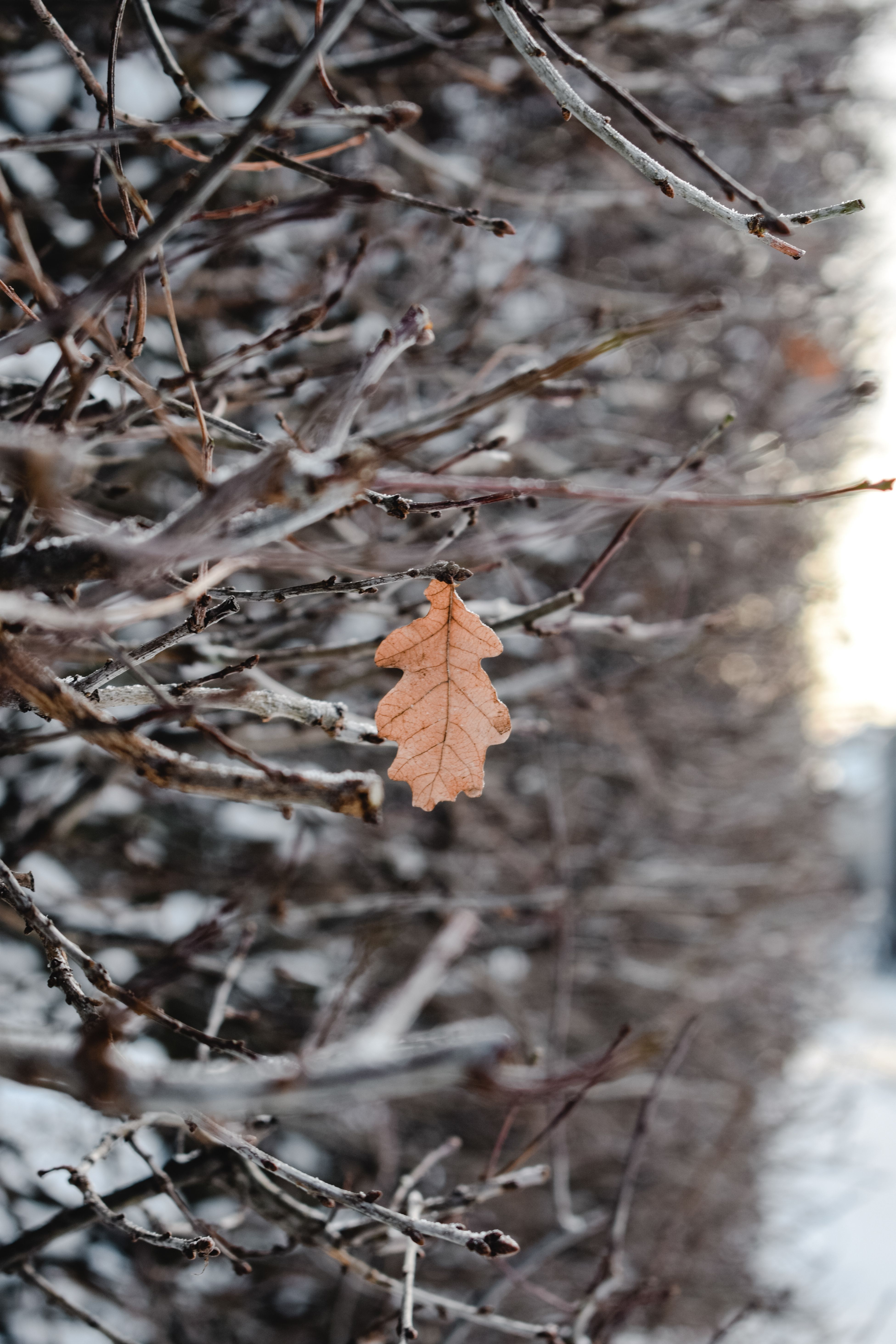 在芬兰坦佩雷白雪皑皑的冬日，一片孤独的棕色橡树叶紧贴在结霜的树枝上