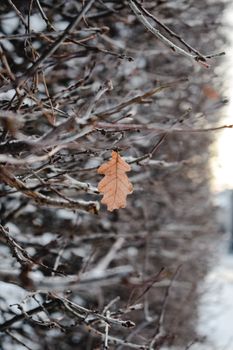 在芬兰坦佩雷白雪皑皑的冬日，一片孤独的棕色橡树叶紧贴在结霜的树枝上