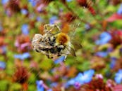 一张特写宏观图像中，蜘蛛在充满活力的花朵间捕捉蜜蜂