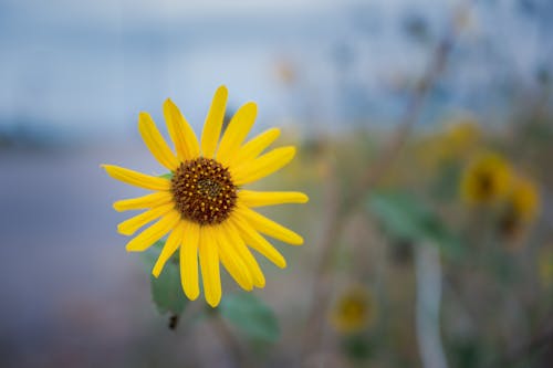 Bright yellow flower in blossom in field of countryside