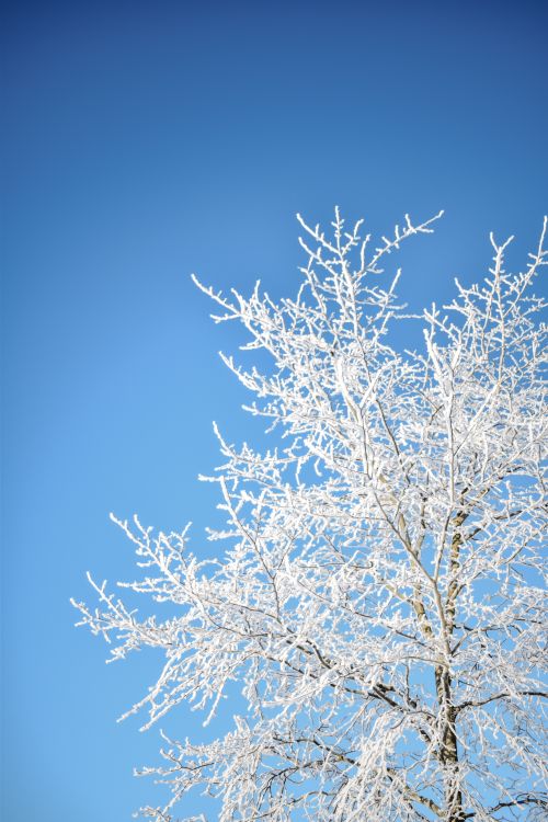 Free A frosty tree branches captured against a vibrant blue sky in Tampere, Finland. Stock Photo