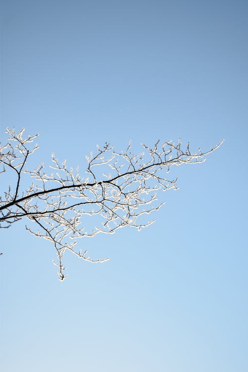 A Frosty Tree Branch under a Blue Sky