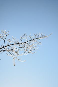 芬兰坦佩雷，晴朗的蓝天下，一根被霜冻覆盖的树枝构成了迷人的冬日场景