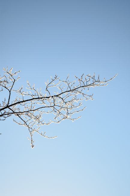 Captivating winter scene with a frost-covered tree branch against a clear blue sky in Tampere, Finland.