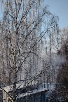 芬兰坦佩雷冬季的景色宁静安详，晴朗的天空下，树木披着皑皑白雪