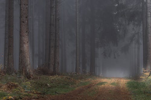 Fotobanka s bezplatnými fotkami na tému hmla, hmlistý, kmene stromov